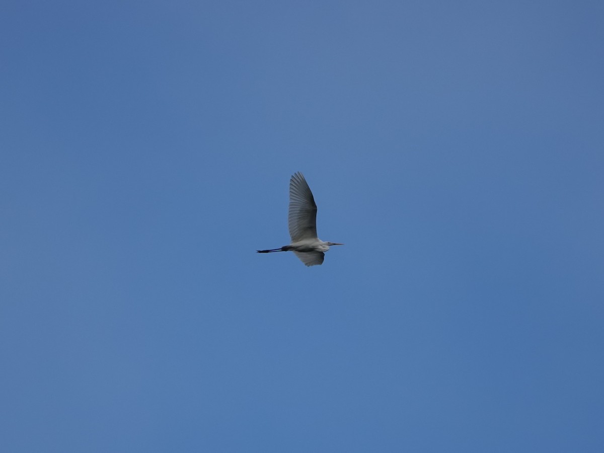 Great Egret - ML625571150