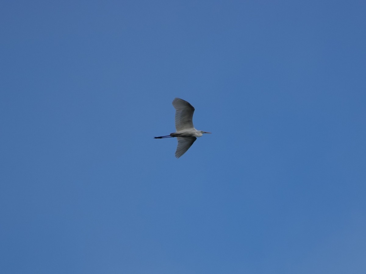 Great Egret - ML625571152