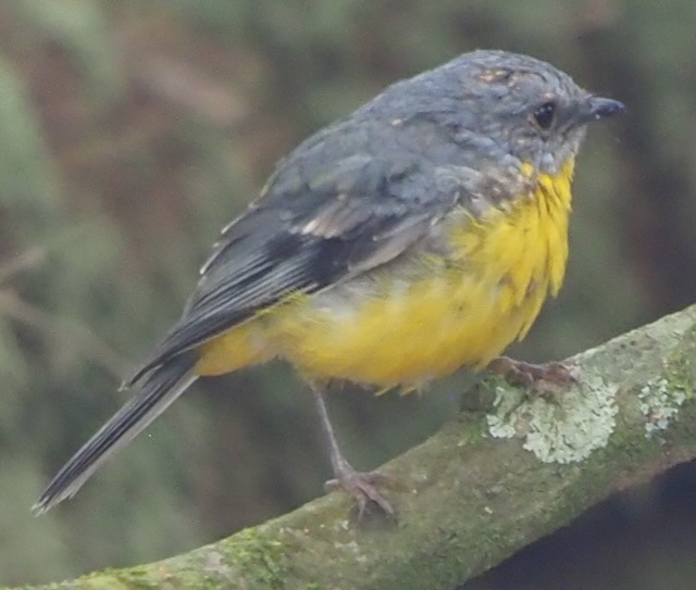 Eastern Yellow Robin - ML625571199