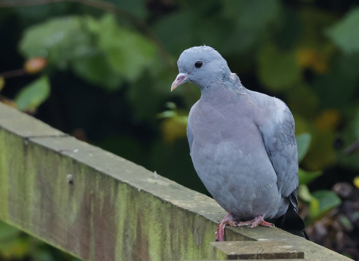 Stock Dove - ML625571225