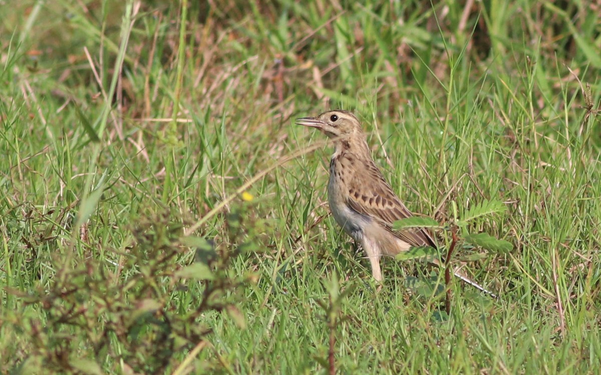 Richard's Pipit - ML625571226