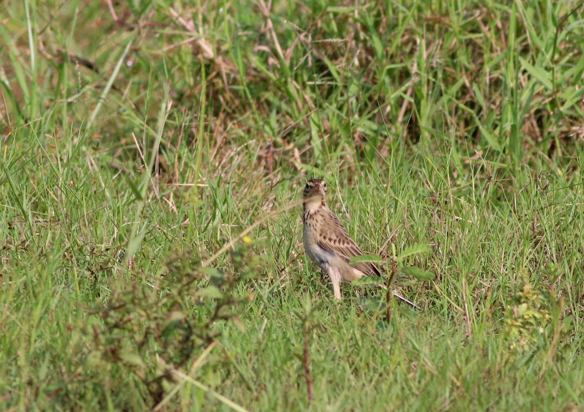 Richard's Pipit - ML625571227