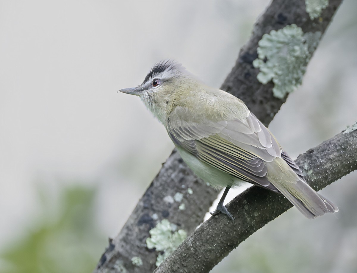 Red-eyed Vireo - ML625571247