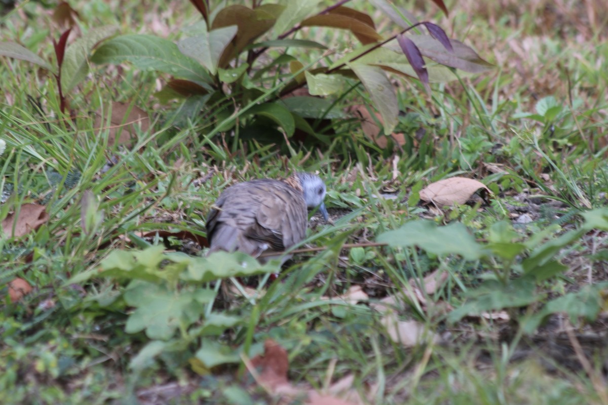 Bar-shouldered Dove - ML625571273