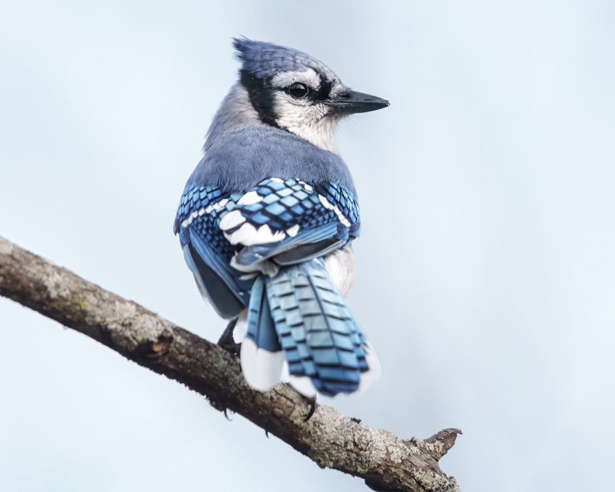 Blue Jay - ML625571304