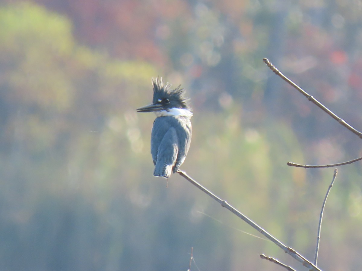 Belted Kingfisher - ML625571358