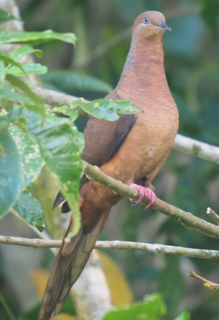 Brown Cuckoo-Dove - ML625571406