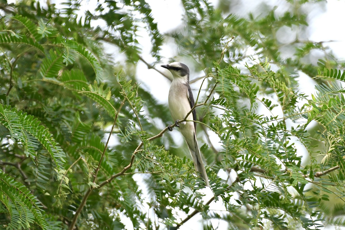 Brown-rumped Minivet - ML625571441