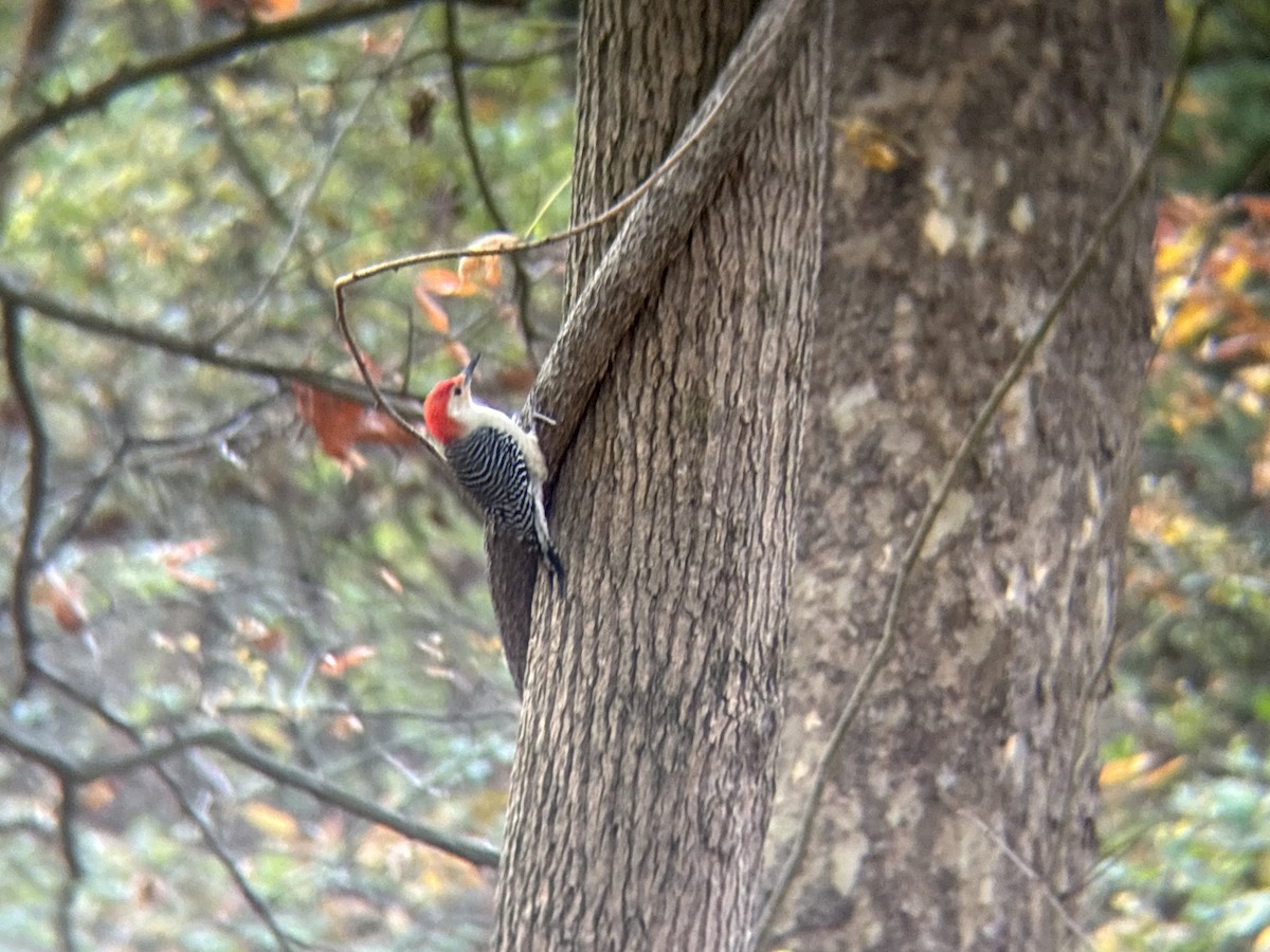 Red-bellied Woodpecker - ML625571480