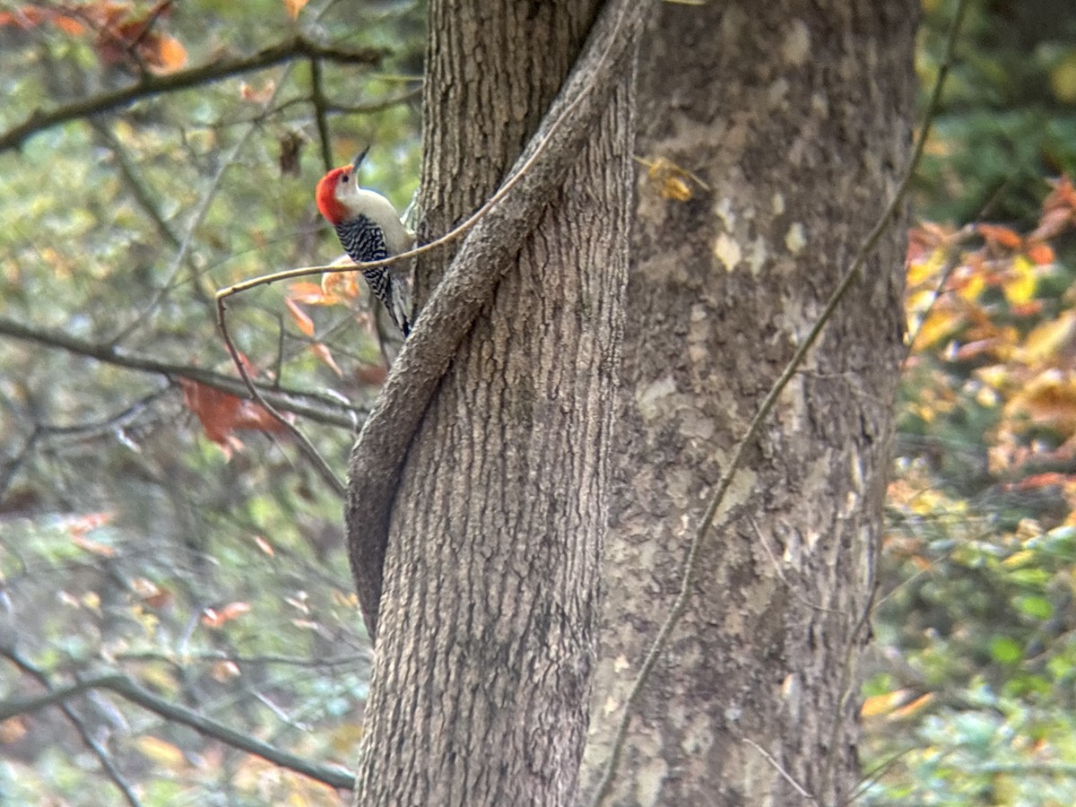 Red-bellied Woodpecker - ML625571481