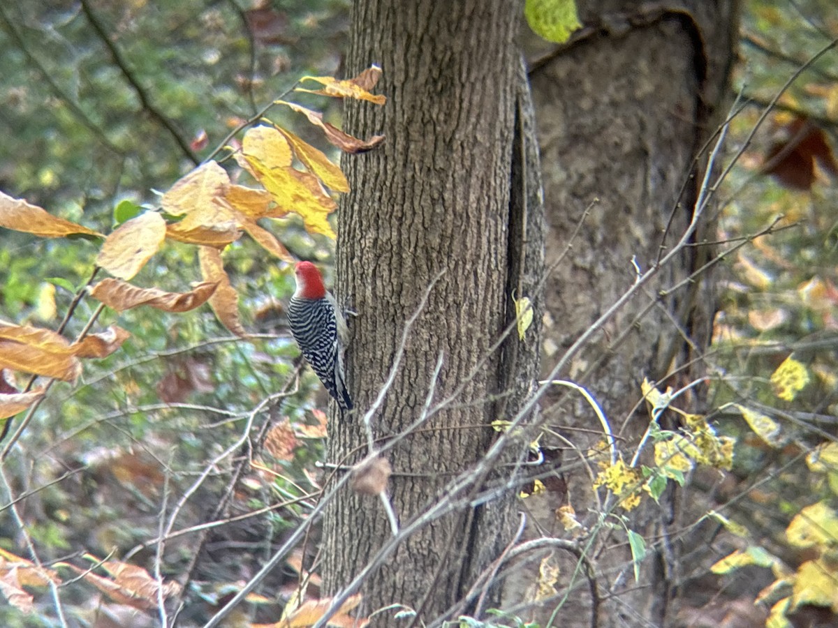 Red-bellied Woodpecker - ML625571482