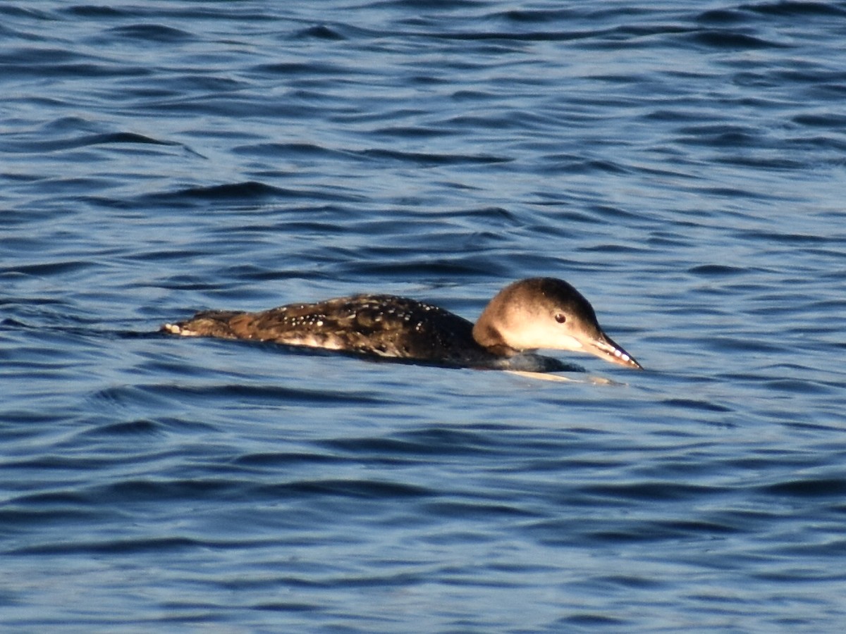 Common Loon - ML625571494