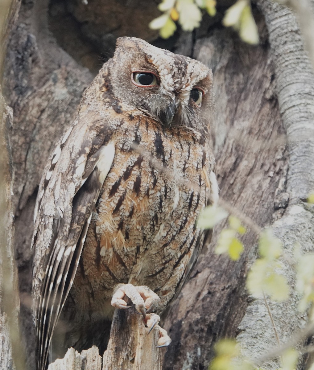 Madagascar Scops-Owl (Torotoroka) - ML625571499
