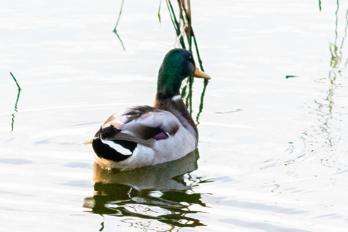 Canard colvert - ML625571563