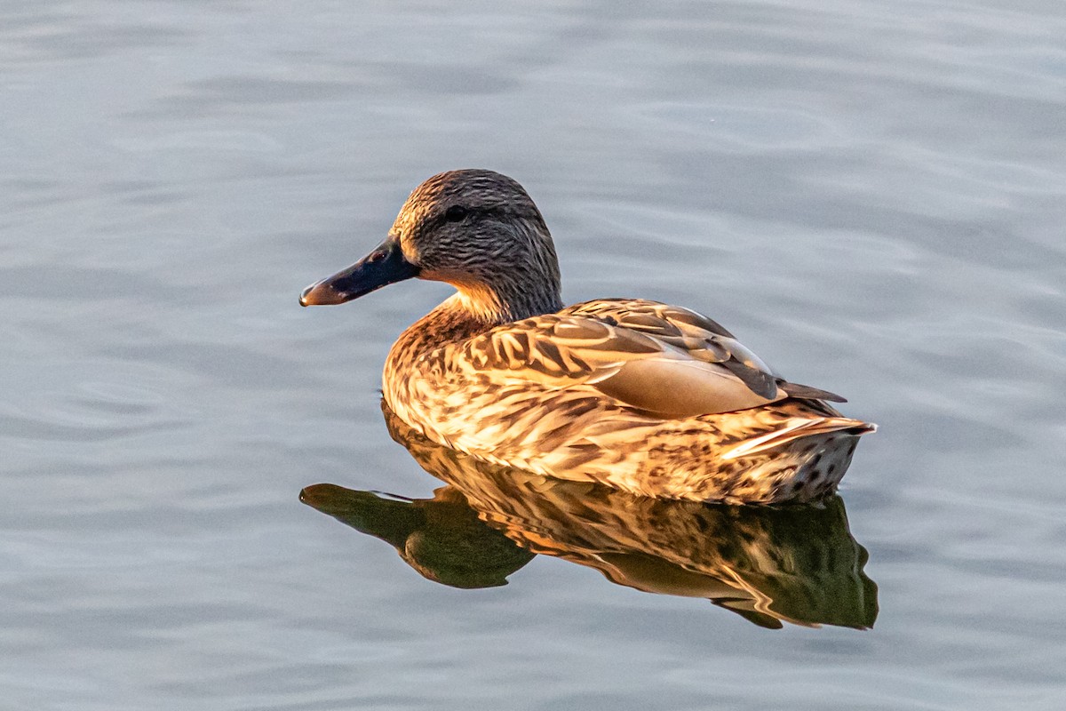 Canard colvert - ML625571564