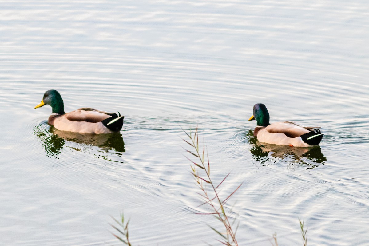 Canard colvert - ML625571565