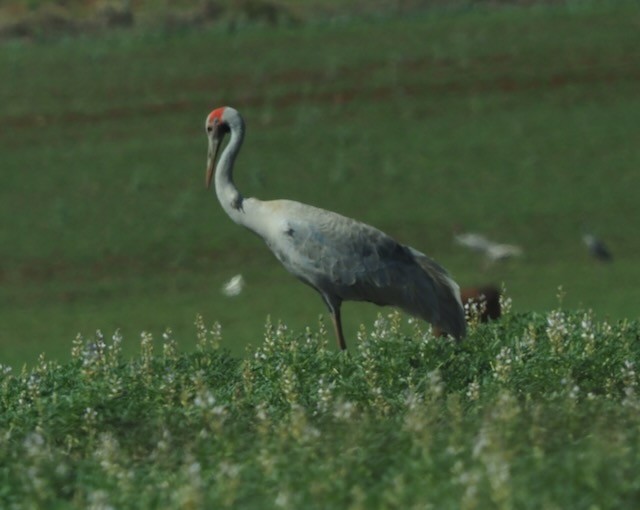 Brolga - ML625571590