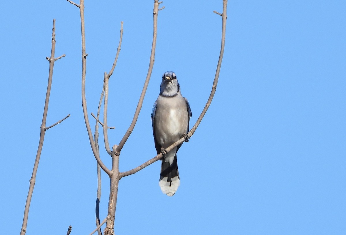 Blue Jay - ML625571609