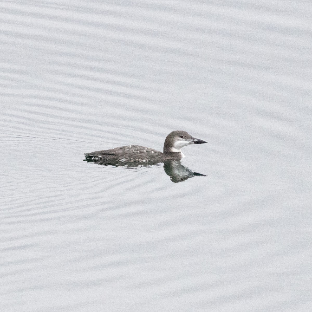 Common Loon - ML625571612