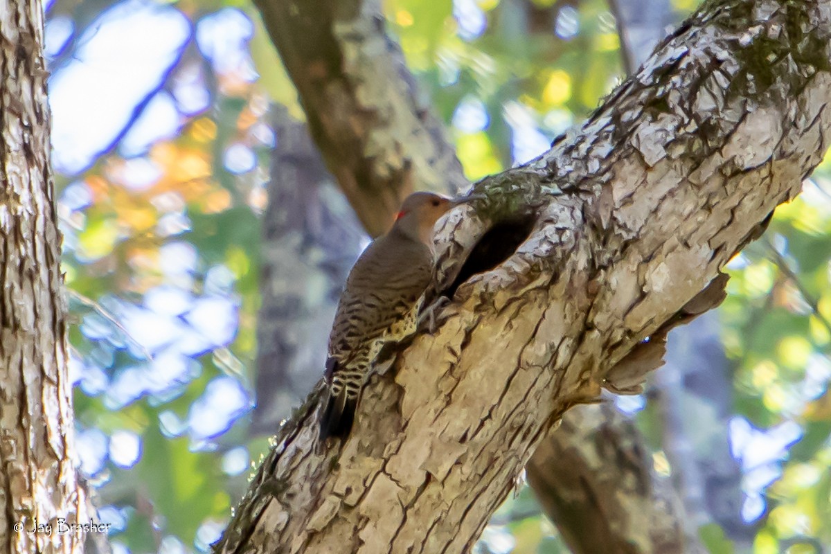 Northern Flicker (Yellow-shafted) - ML625571615