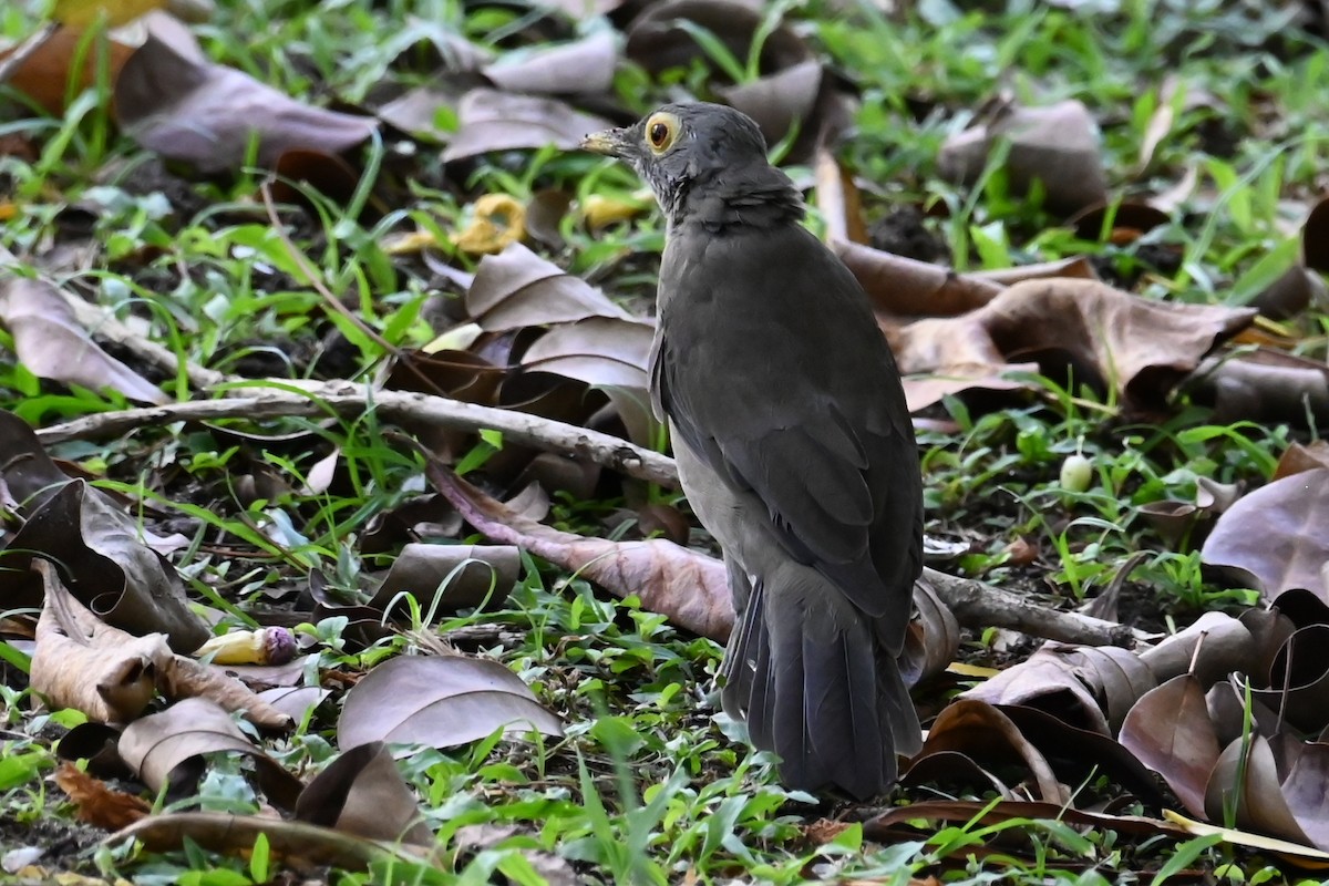 Spectacled Thrush - Cathy Pasterczyk