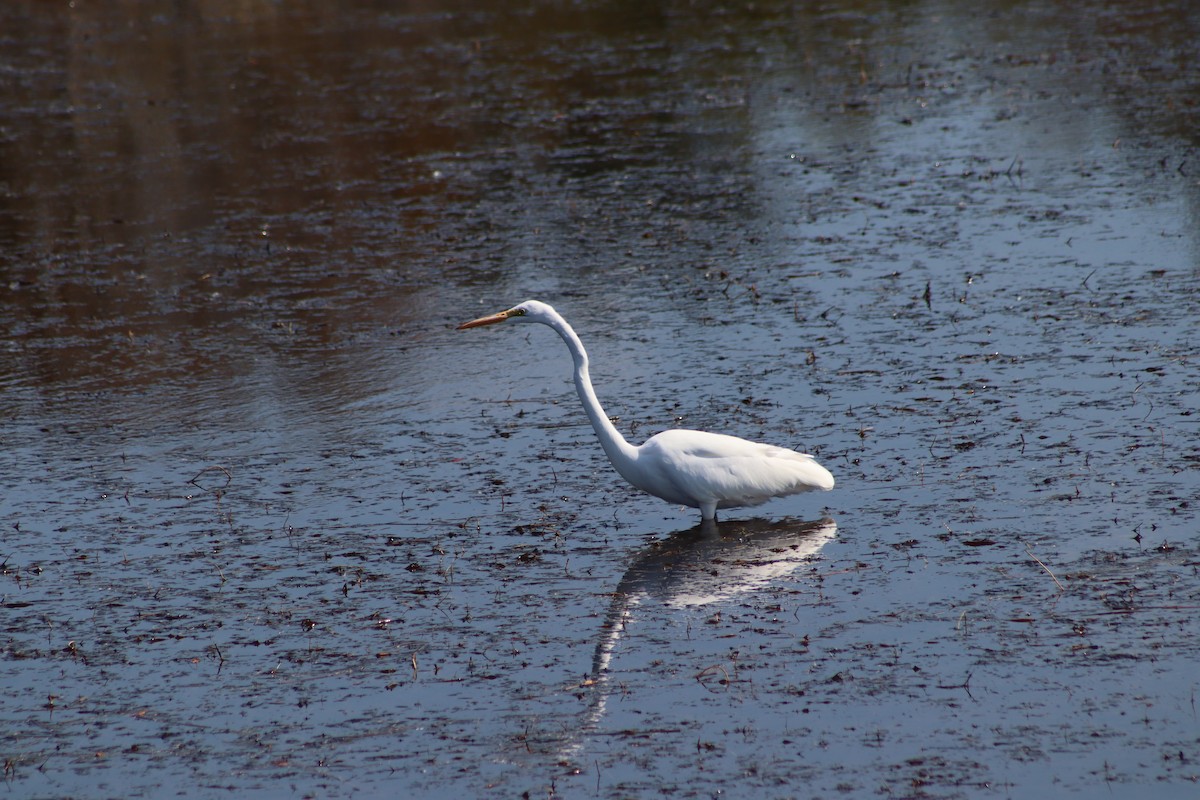 Great Egret - Ellen Adelman