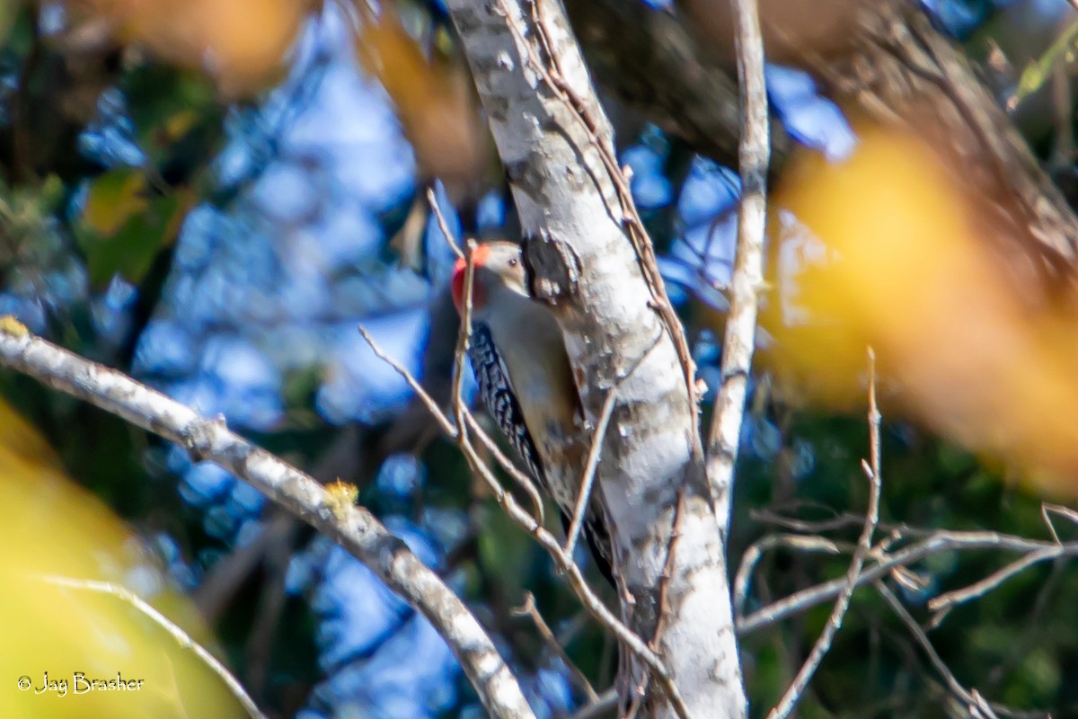 Red-bellied Woodpecker - ML625571777