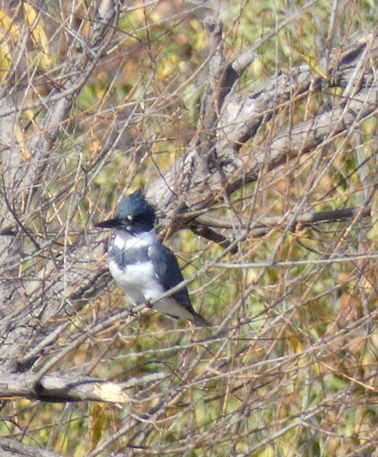 Belted Kingfisher - Andrew Bogott