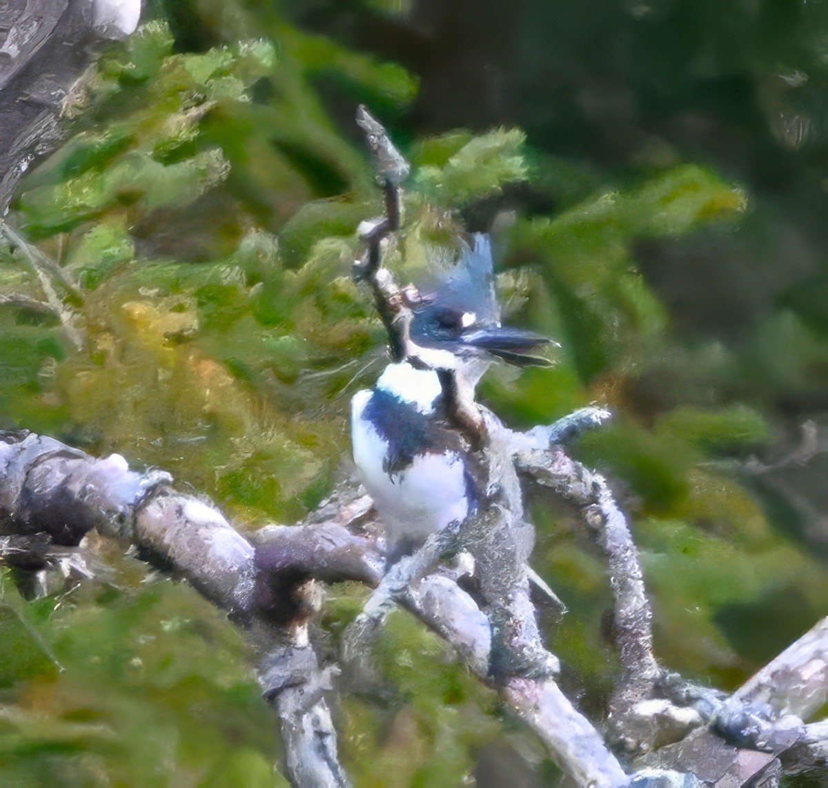 Belted Kingfisher - ML625571815