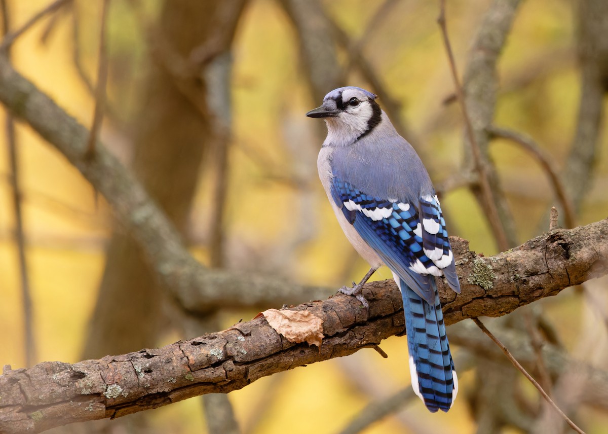 Blue Jay - ML625571852