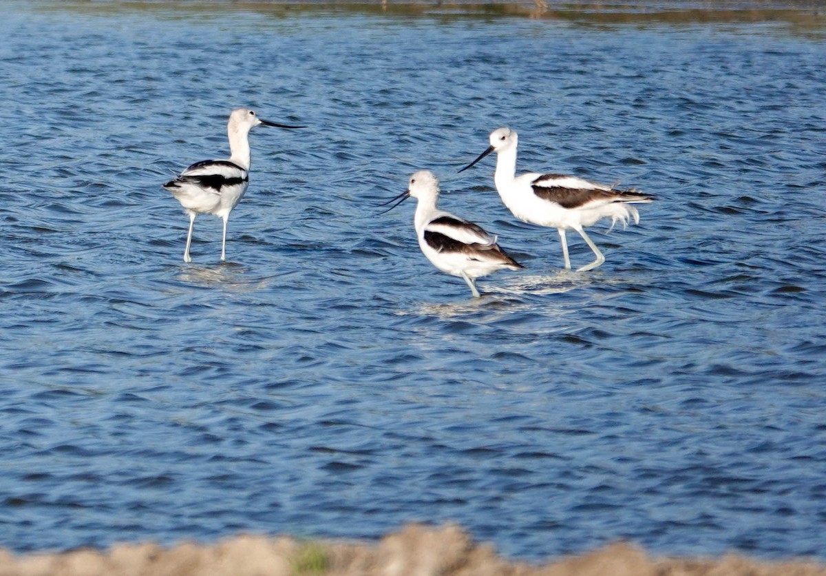 American Avocet - ML625571920