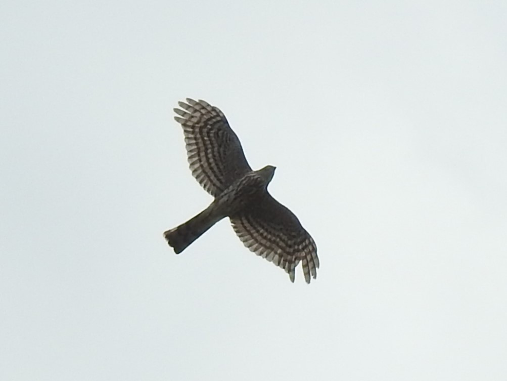 Sharp-shinned Hawk - ML625571933