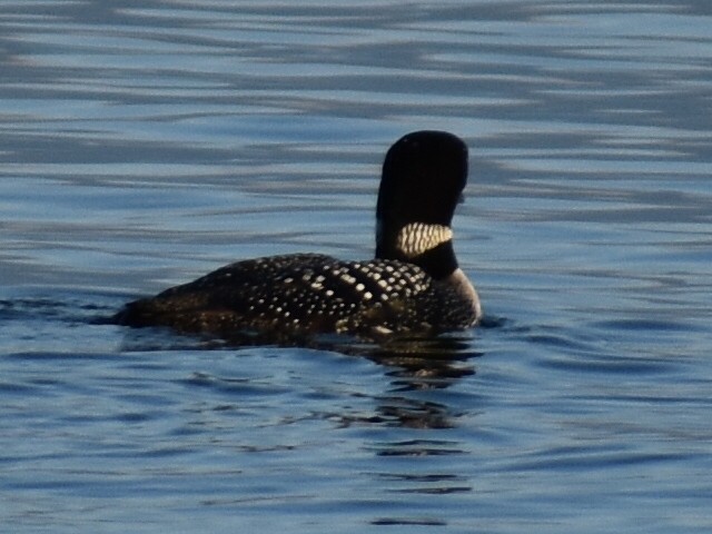 Common Loon - ML625572019