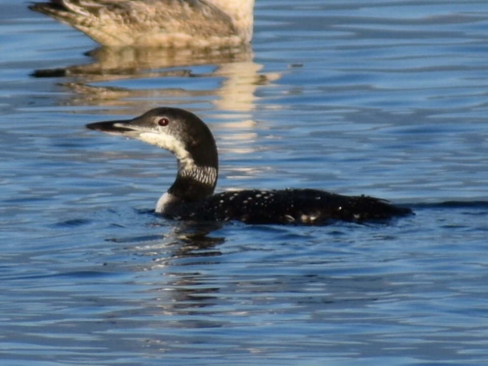 Common Loon - ML625572020