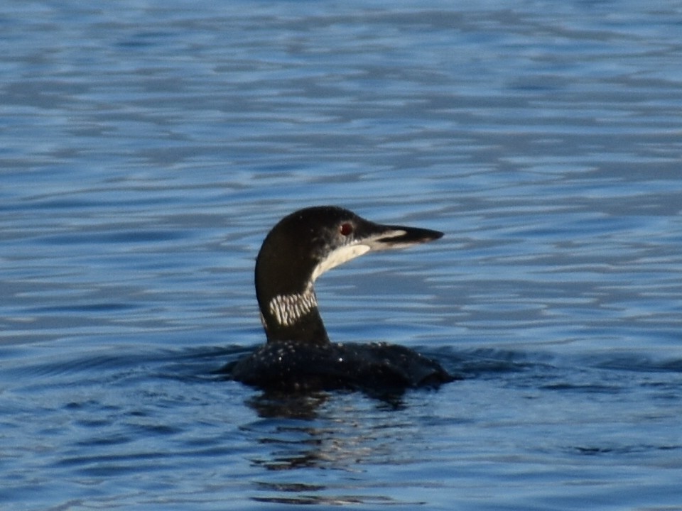 Common Loon - Tom Marvel