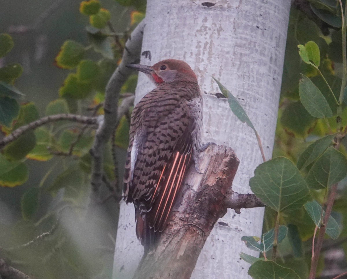 Northern Flicker - Randall Siebert