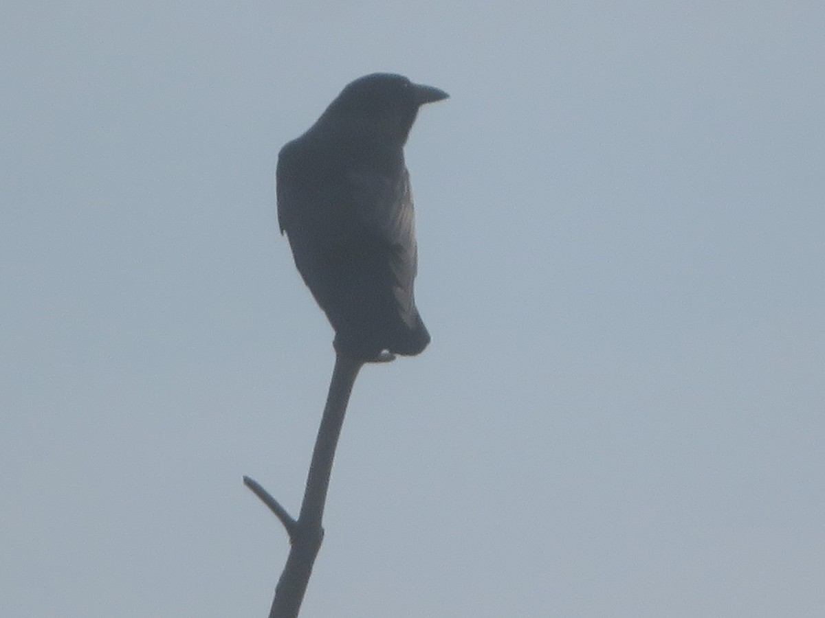 American Crow - ML625572099