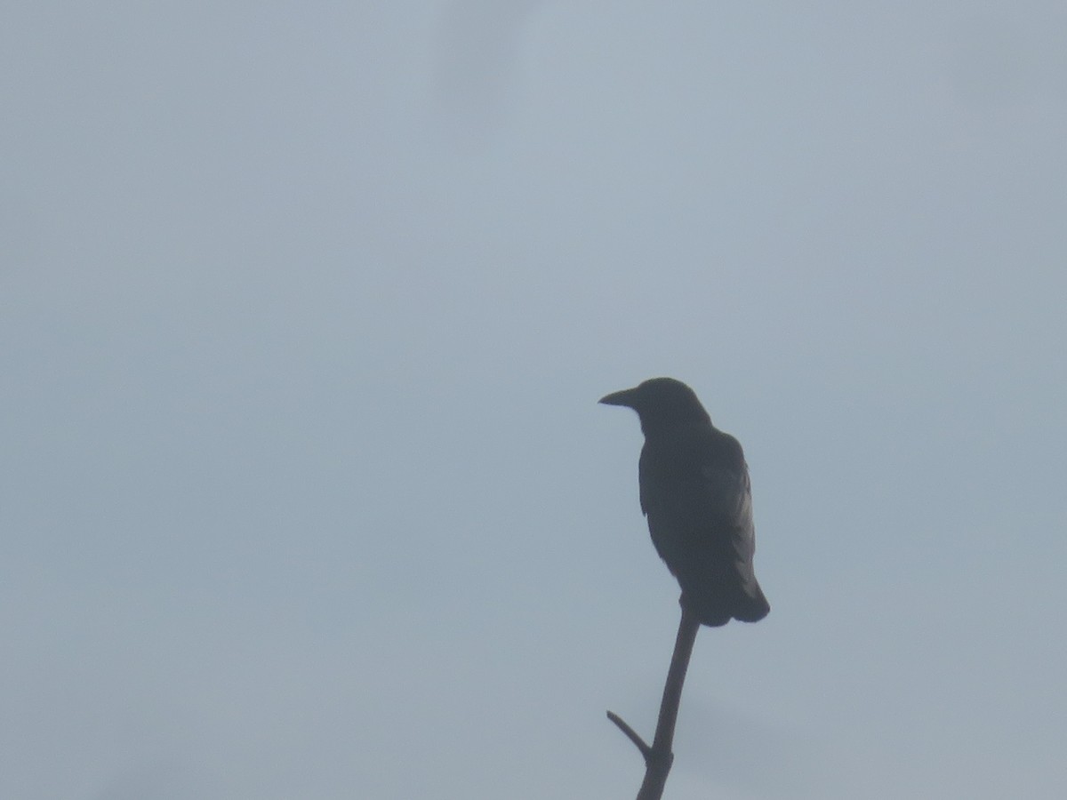 American Crow - ML625572100