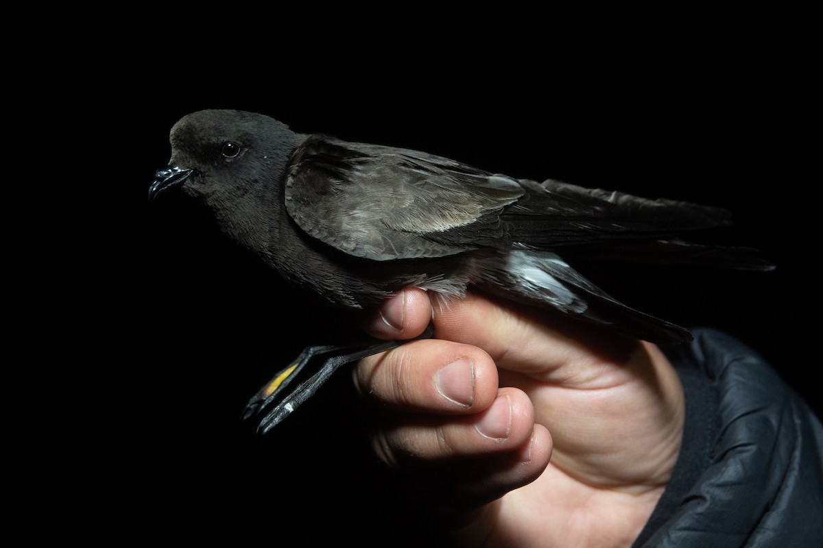 Andean Storm-Petrel (unrecognized species) - Vicente Pantoja Maggi