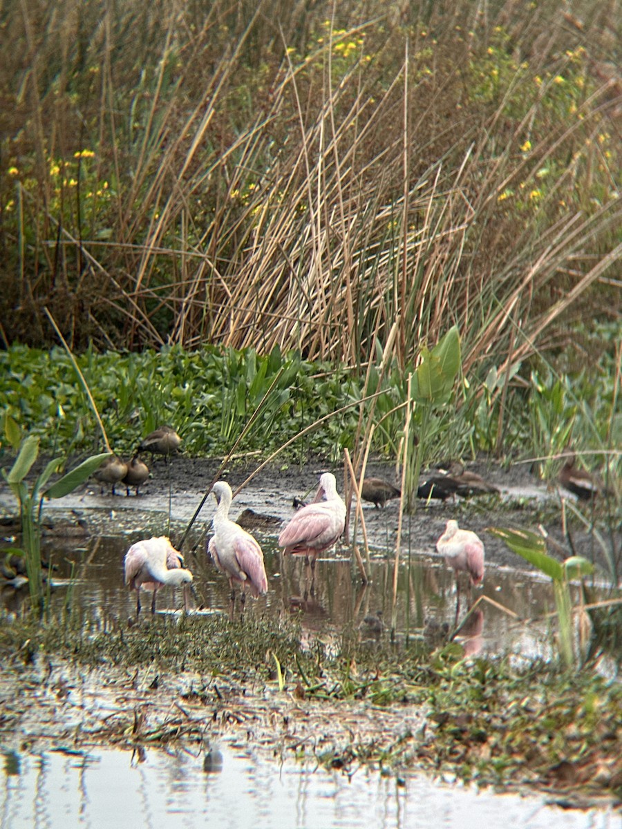 Roseate Spoonbill - ML625572147