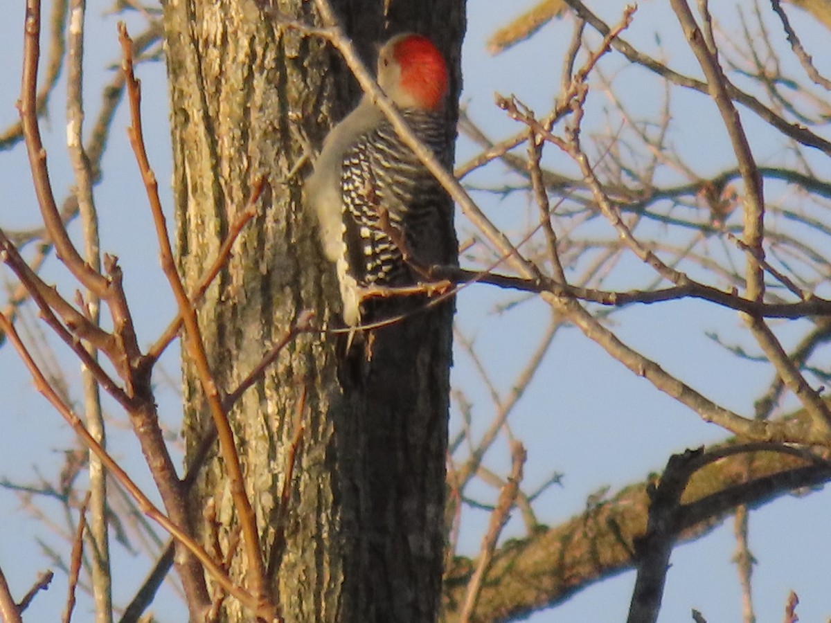 Red-bellied Woodpecker - ML625572209