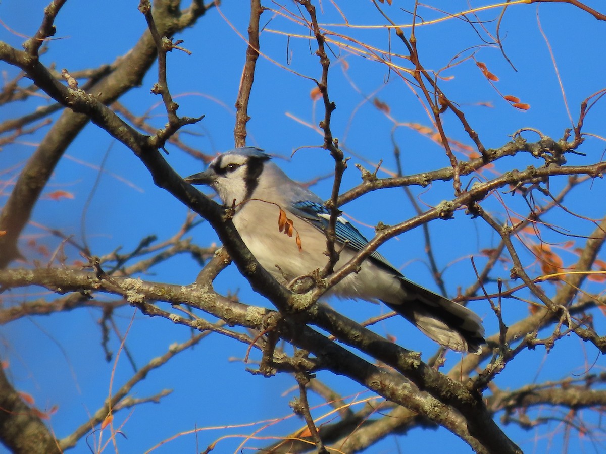 Blue Jay - ML625572232