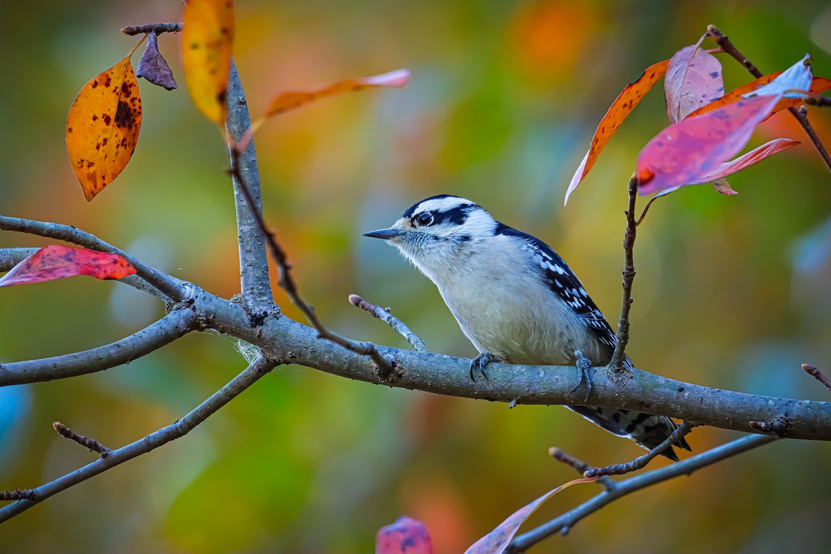 Downy Woodpecker (Eastern) - William McKellar