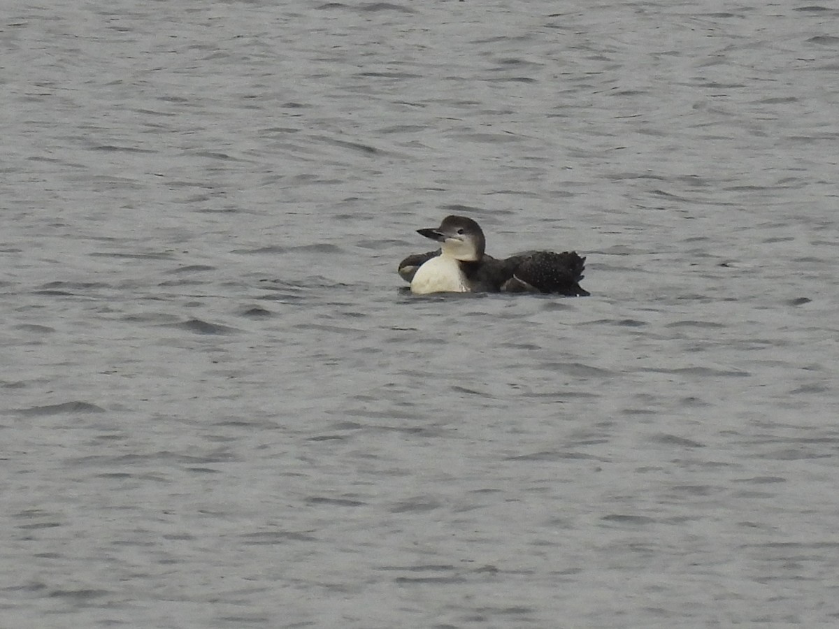 Common Loon - ML625572318