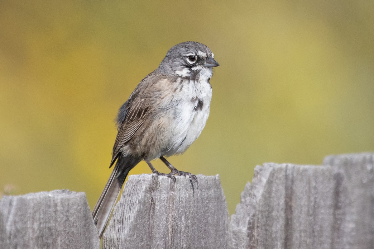 Bell's Sparrow - ML625572328