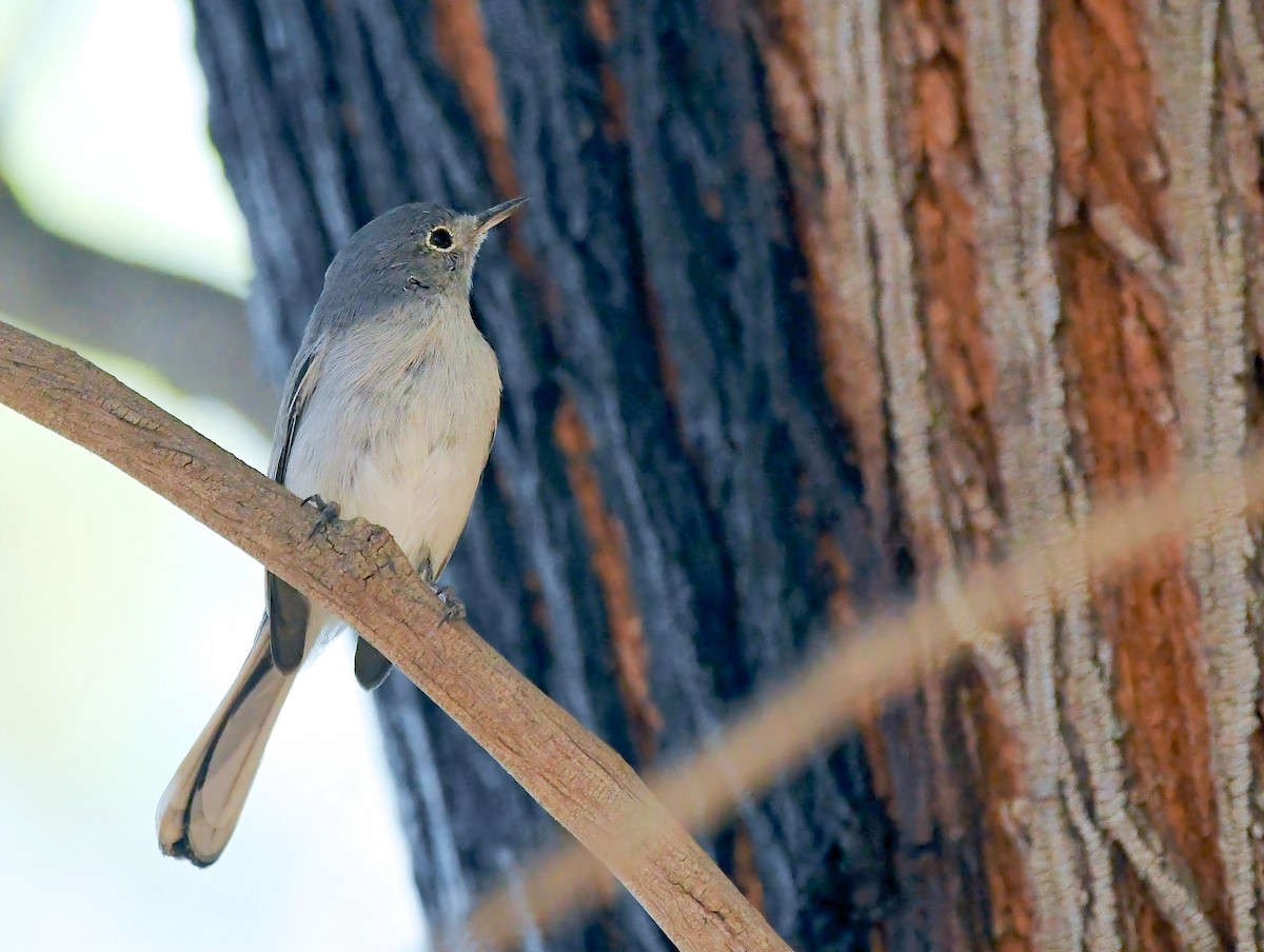 Blue-gray Gnatcatcher - ML625572338