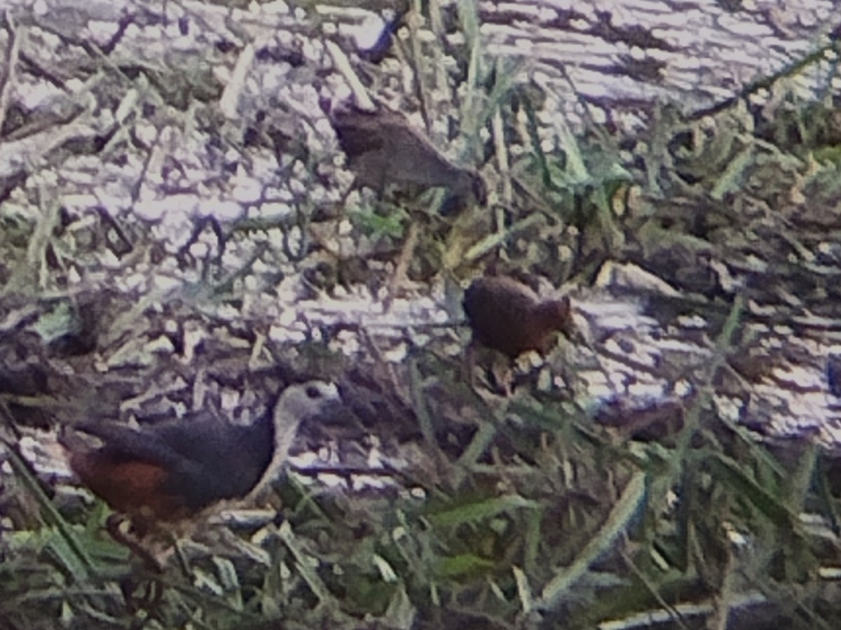 White-browed Crake - Lars Mannzen