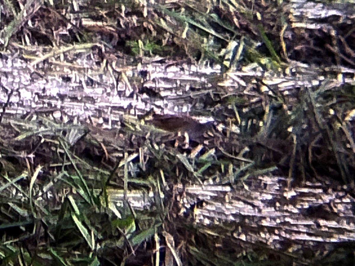 White-browed Crake - ML625572435