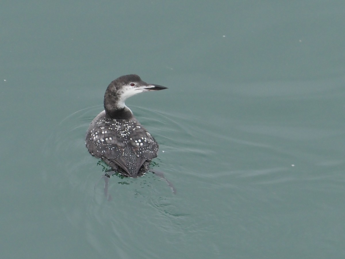 Common Loon - ML625572482