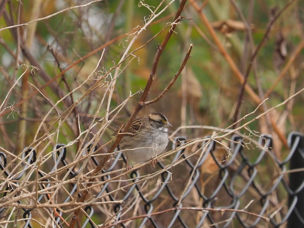 White-throated Sparrow - Bill Bunn